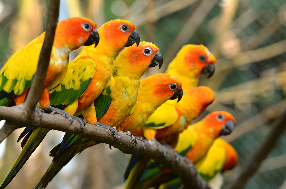 parrots